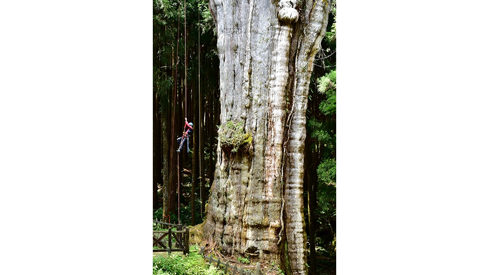 阿里山水山巨木。圖片來源：翁恒斌。